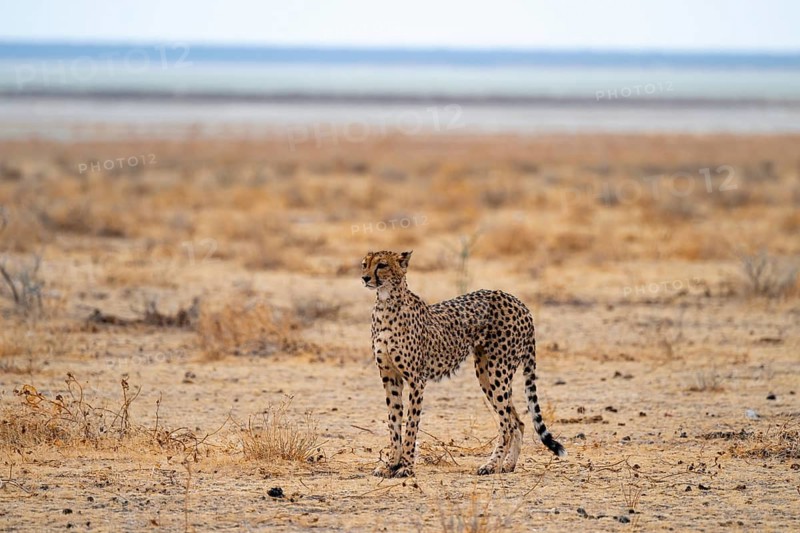 Cheetah (Acinonyx jubatus) runs in dry savanna, Etosha National Park, Namibia