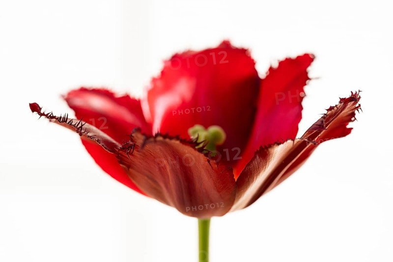 Red tulip (Tulipa) with jagged leaves in front of a white wall