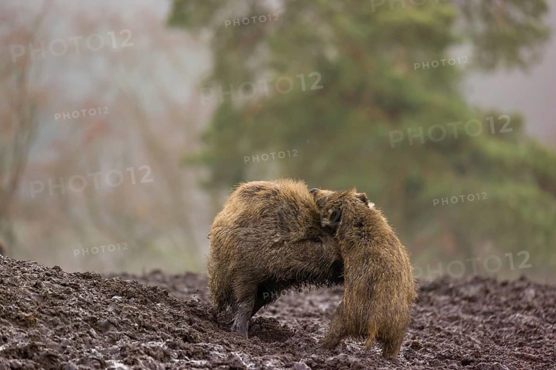 Two wild boars or wild pigs (Sus scrofa) fight in a clearing on a foggy day