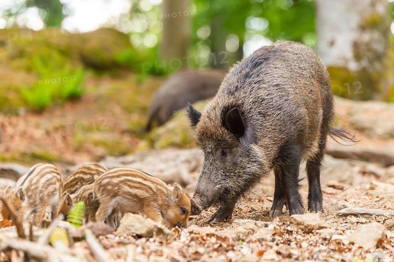 Wild boar (Sus scrofa) mother with her piglets (Squeaker) in a forest, Bavaria, Germany