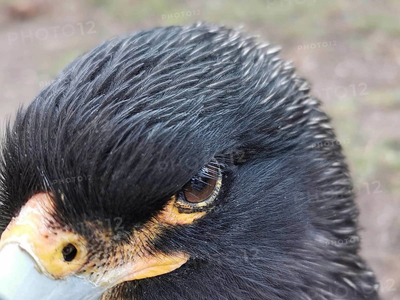 Extreme close-up of the head of a black Falkland caracara (phalcoboenus australis) in captivity, focus on eye and feathery texture, Tierpark, Berlin
