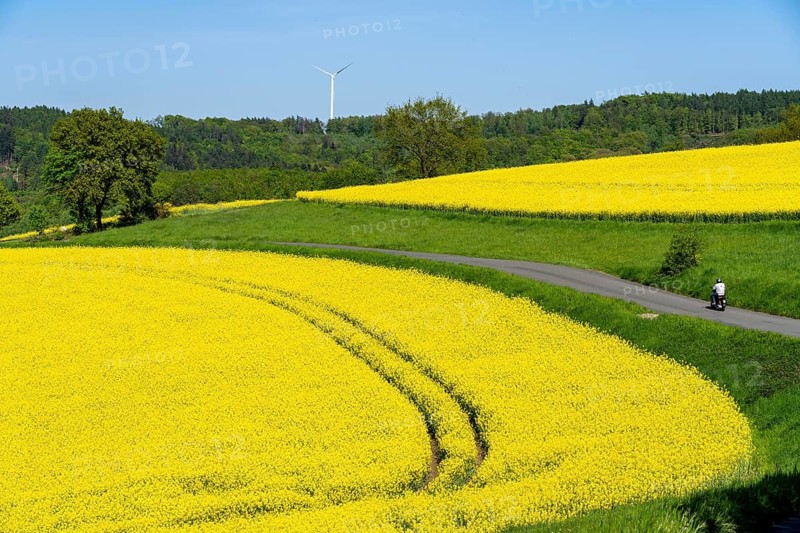 Motorbike on a small country road through rapeseed fields in full bloom, spring in Elfringhauser Schweiz, hilly landscape south of the Ruhr here near Hattingen-Elfringhausen, transition to the Bergisches Land, North Rhine-Westphalia, Germany