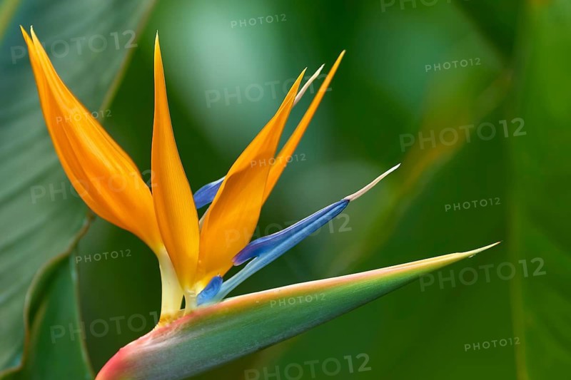 Strelitzia (Strelitzia), in full bloom, against a green background