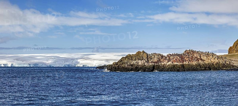 A rugged coastline with rocks and a collection of animals under an overcast sky, The landscape of Antarctica