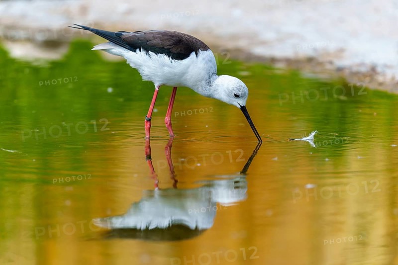 A bird in the water examining a feather as its reflection appears, Stilt (Himantopus himantopus), France