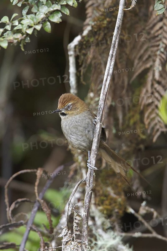 Black-throated Thistletail (Schizoeaca harterti) perched on a branch in Bolivia, South America