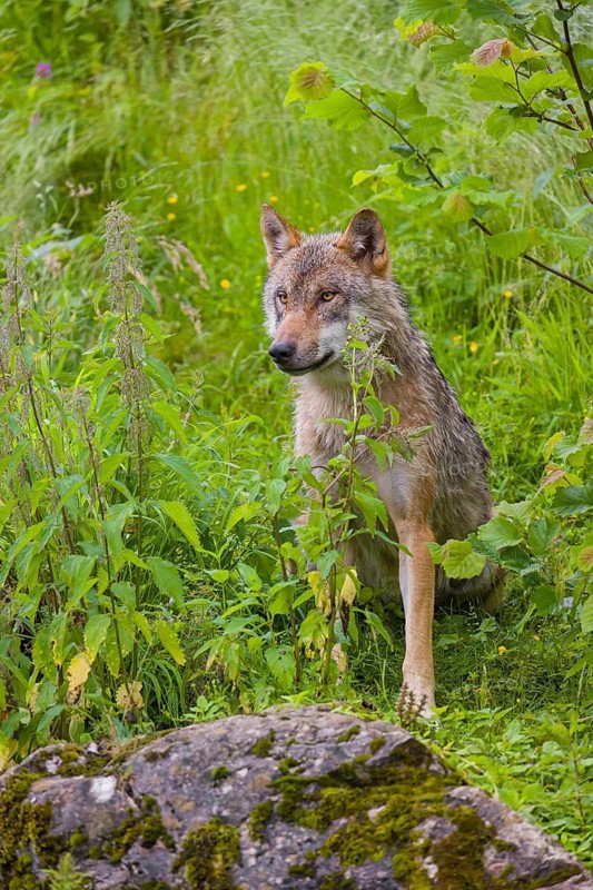 A Eurasian gray wolf (Canis lupus lupus) sits on a small hill in green vegetation, watches his surrounding
