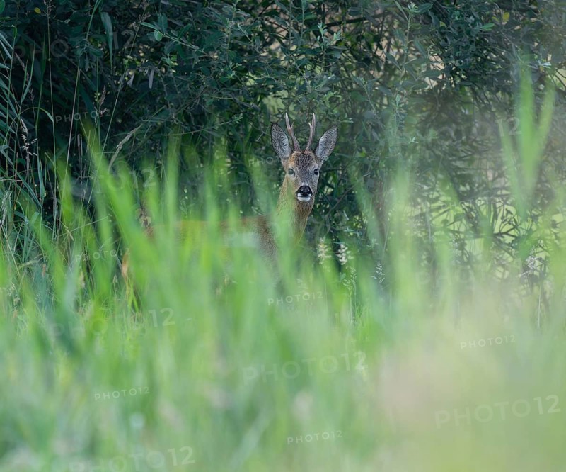 Roe deer (Capreolus capreolus), roebuck standing at the edge of a forest in a high meadow, wildlife, Lower Saxony, Germany