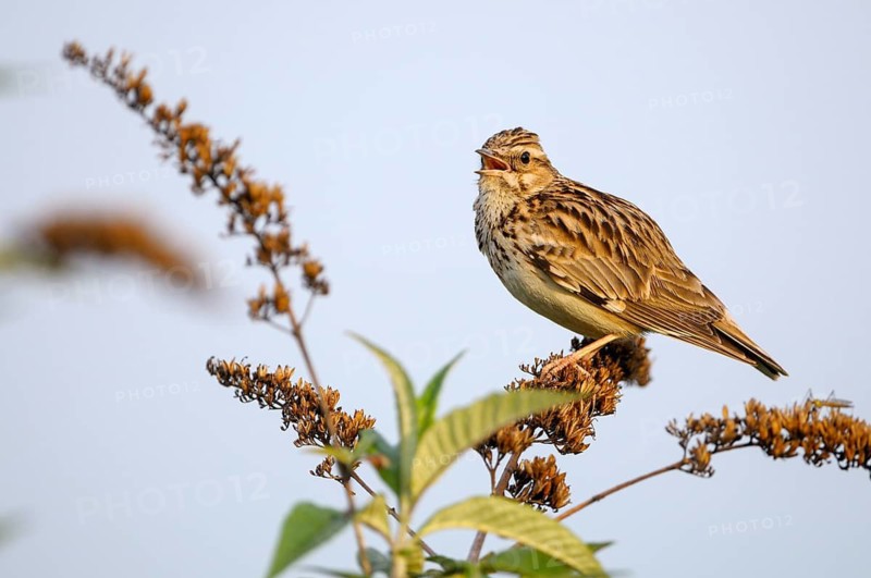 Heidelerche (Lullula arborea), Woodlark, singendes Maennchen, morgens, Mai, Oberhausen, Ruhrgebiet, Nordrhein-Westfalen, Deutschland