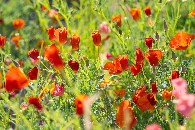 California poppy (Eschscholzia californica) in bloom, Saxony, Germany