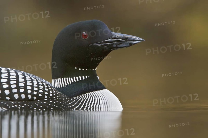 Great Northern Loon (Gavia immer), British Columbia, Canada