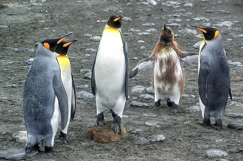Animals, Mammals, Penguin, Penguins, King Penguins, Gold Harbour, South Georgia, Antarcis