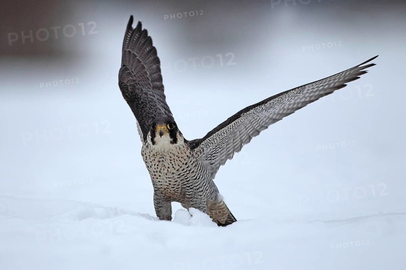 Peregrine Falcon (Falco peregrinus) male, Baden-Wuerttemberg, Germany