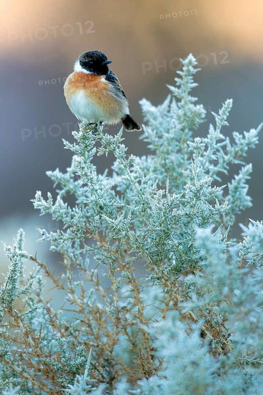 European Stonechat (Saxicola rubicola) male perched on a shrub, Andalusia, Spain