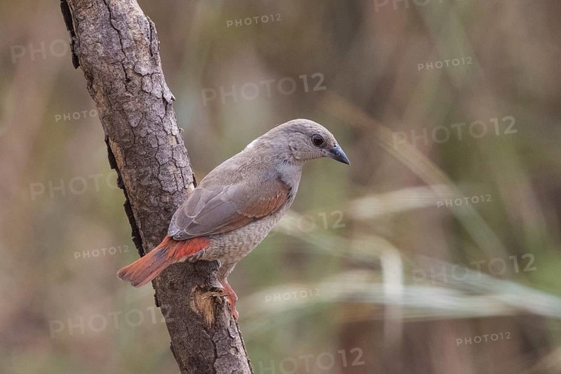 Red-winged Pytilia (Pytilia phoenicoptera) juvenile perched on a branch, Gambia