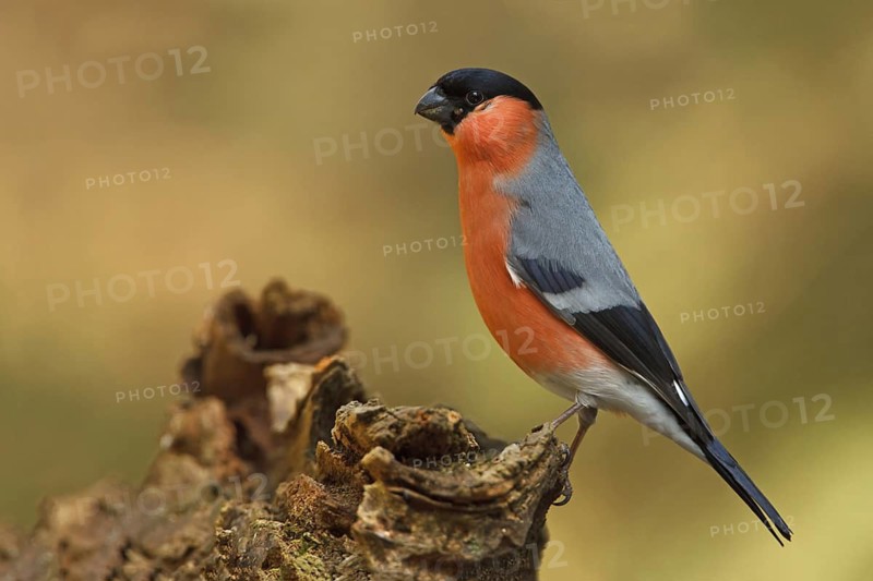 Eurasian Bullfinch (Pyrrhula pyrrhula) male, Utrecht, Netherlands