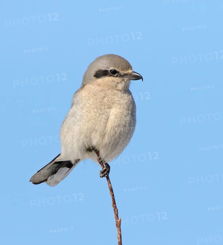 Northern Shrike, Lanius excubitor perched in Saskatoon, Saskatchewan in winter
