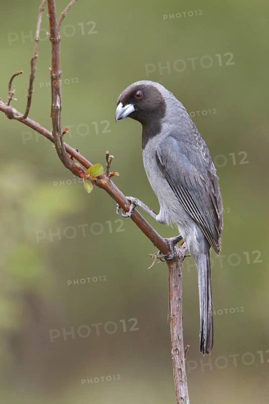 Black-faced Tanager (Schistochlamys melanopis) perched on a branch in Bolivia, South America