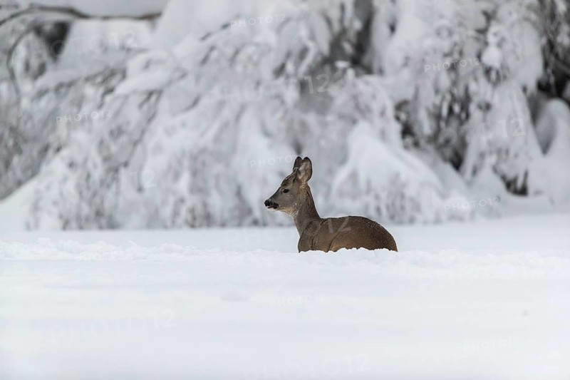 One young male Roe Deer, Roe buck (Capreolus capreolus), running through deep snow. Trees in the background