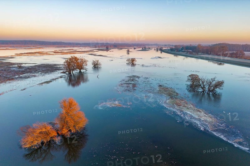 Aerial view, drone photo: Winter floods, trees and flooded meadows in the floodplains along the river Oder, Güstebieser Loose, Oderbruch, Brandenburg, Germany