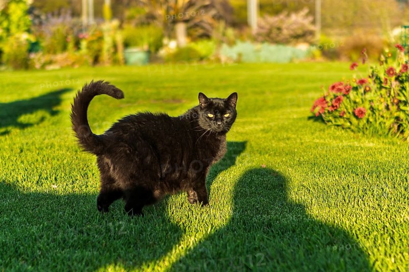 A black cat stands on a vibrant green lawn in an Australian garden. Shadow of a person creates an interesting composition. Flowers and distant trees complete the serene scene