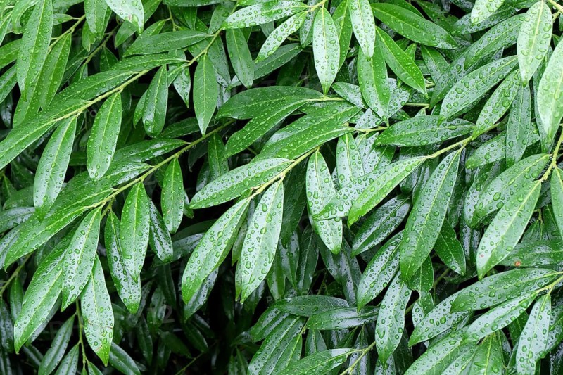 Laurel cherry (Prunus laurocerasus 'Zabeliana'), Germany