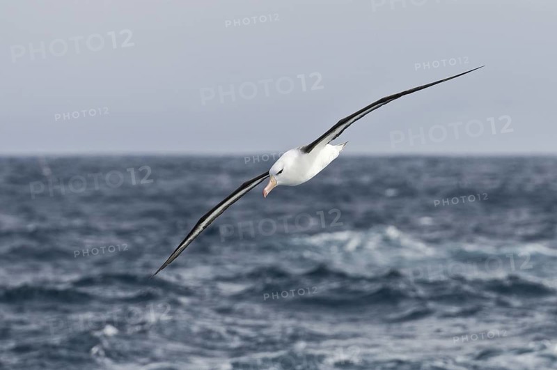 Black-browed Albatross (Thalassarche melanophris) flying, Antarctica