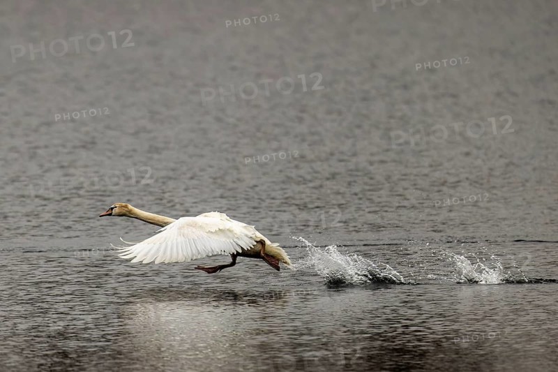 A swan landing on the water surface with its wings spread wide, Mute Swan, (cygnus olor), wildlife, Germany