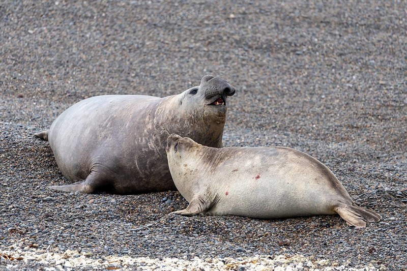 Southern elephant seal (Mirounga leonina), male and female lying on the pebble beach, male with open mouth, Valdés Peninsula, Chubut Province, Argentina