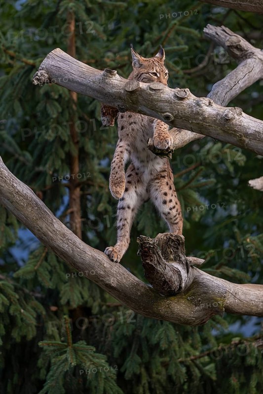 One Eurasian lynx, (Lynx lynx), climbing up a dead tree. Frontal view with green vegetation in the background