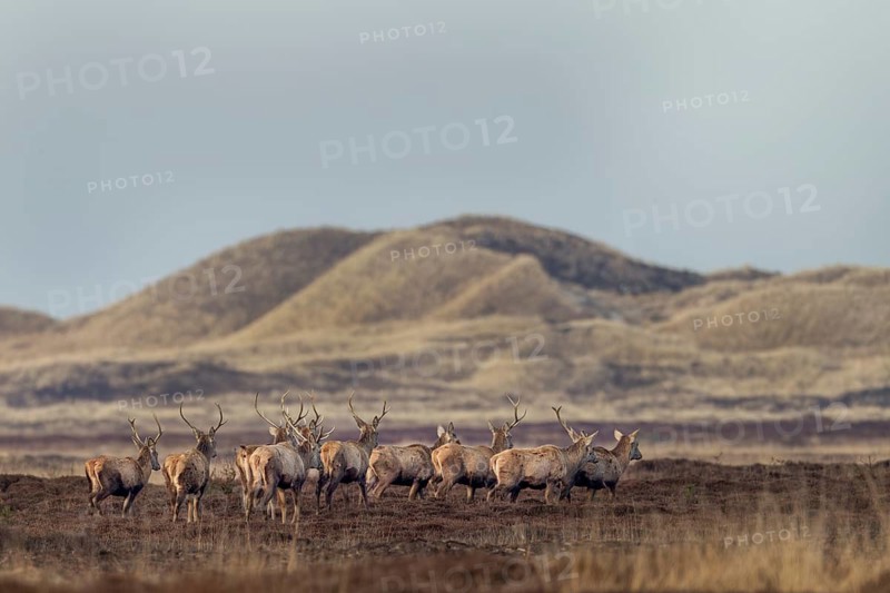 A herd of red deer (Cervus elaphus) moves through a dune landscape, shedding season, antler shedding, April, Denmark
