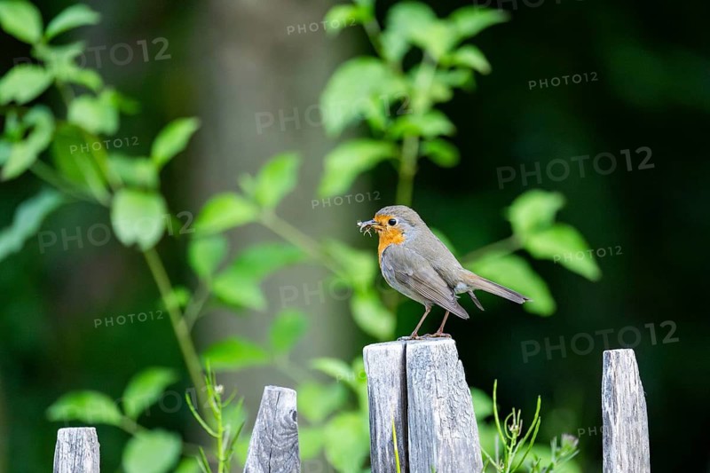 European robin (Erithacus rubecula) sitting on a fence, Bavaria, Germany