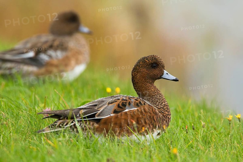 Eurasian Wigeon (Mareca penelope) male, Texel, Netherlands