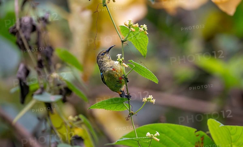 Olive-bellied Sunbird (Cinnyris chloropygius) sitting on a branch between flowers, Mgahinga Gorilla National Park, Western Region, Uganda