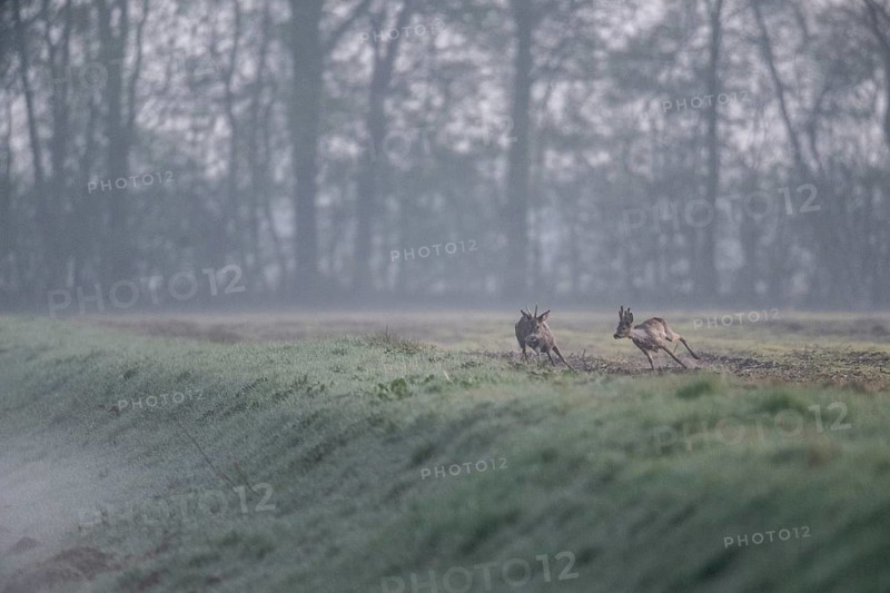 Roe deer (Capreolus capreolus), Emsland, Lower Saxony, Germany
