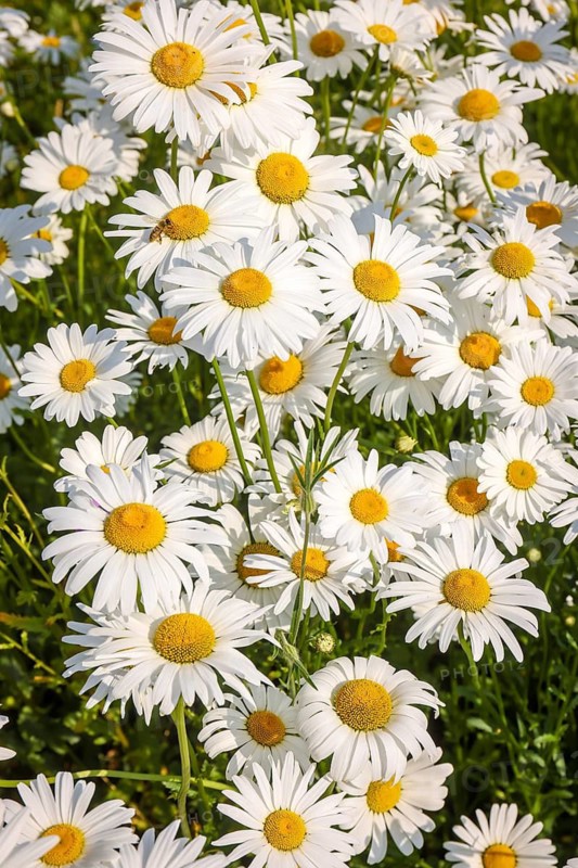 Recklinghausen, North Rhine-Westphalia, Germany - Daisies blooming in a summer meadow
