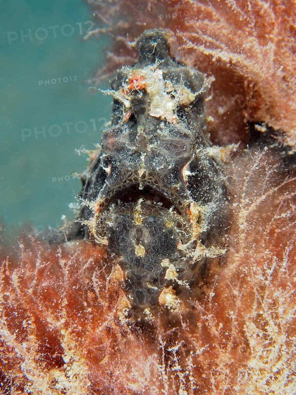 Giant frogfish (Antennarius commerson)