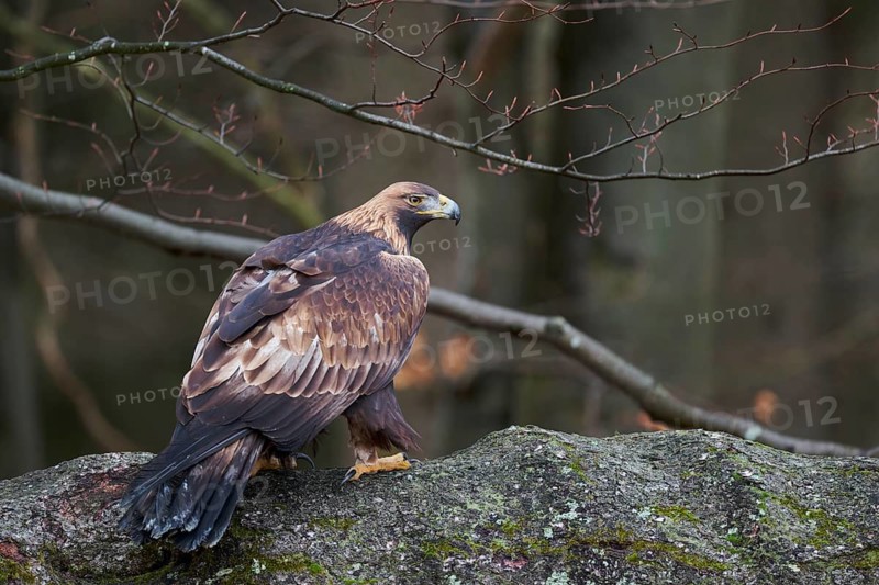 Golden eagle on a tree (Aquila chrysaetos) Bavaria, Germany