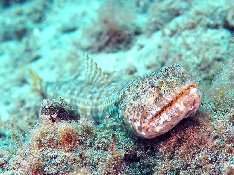 Atlantic lizardfish (Synodus saurus)