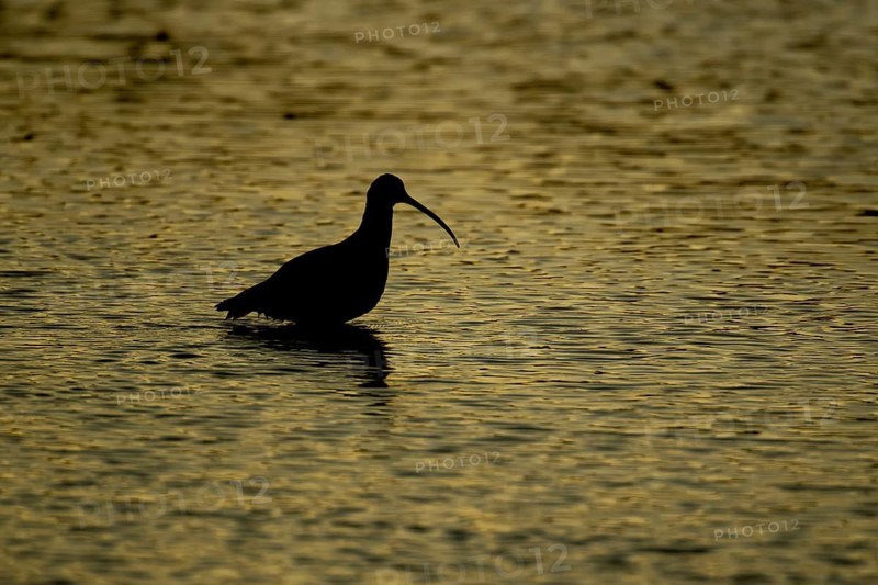 Eurasian curlew (Numenius arquata) adult wading bird in water of a lagoon silhouette at sunset, Norfolk, England, United Kingdom