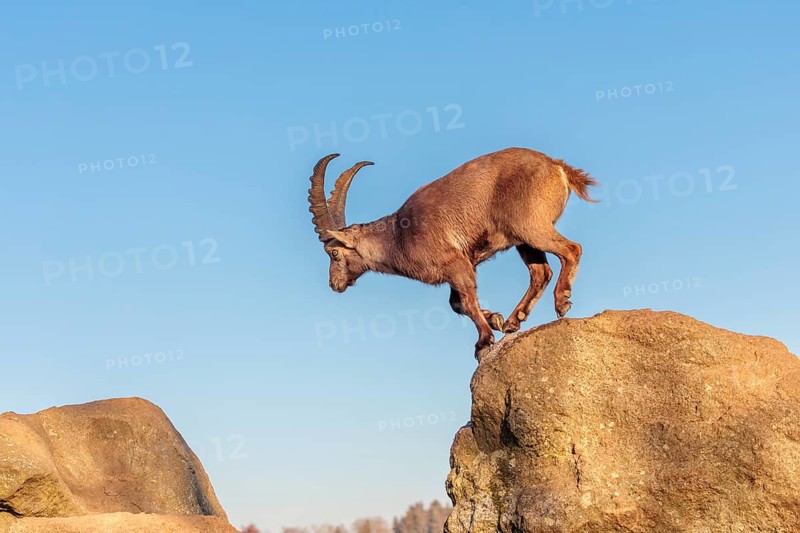 A male ibex (Capra ibex) leaps from rock to rock in the warm evening light. A blue sky can be seen in the background. Carinthia, Austria