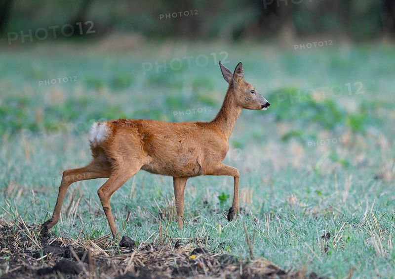 Roe deer (Capreolus capreolus), doe running across a field, wildlife, Thuringia, Germany