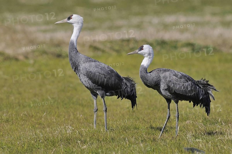 Hooded Crane (Grus monacha), Arasaki, Japan