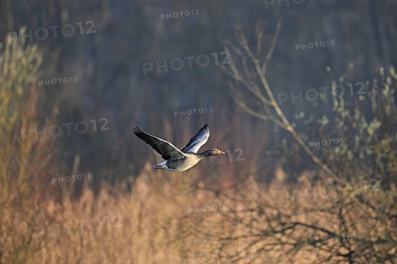 Greylag goose (Anser anser), in flight, Switzerland