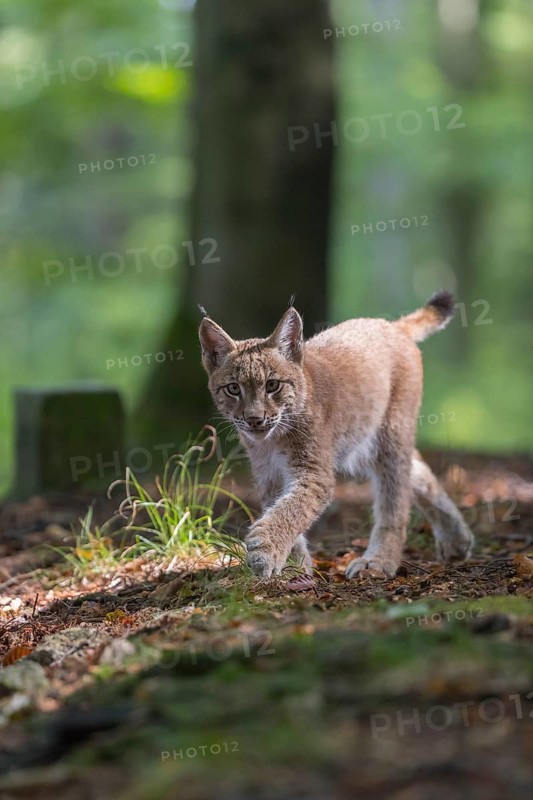 One young Eurasian lynx, (Lynx lynx), walking thru a forest. Green vegetation around him
