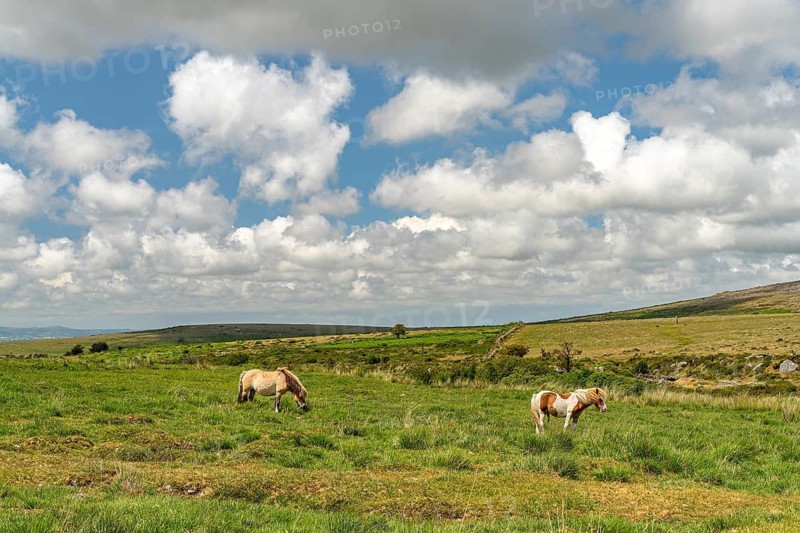 Ponies in the countryside near Merrivale, Dartmoor, Devon, England, Great Britain