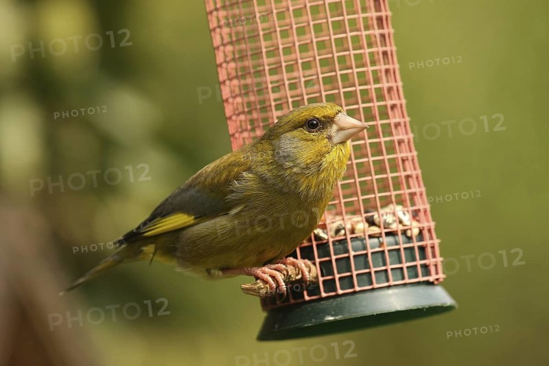 European Greenfinch (Chloris chloris), Lower Saxony, Germany