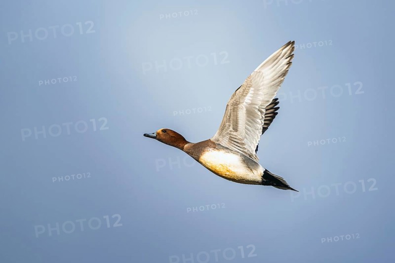 Eurasian Wigeon, (Mareca penelope) male in flight over marshes
