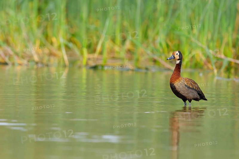 White-faced Whistling Duck, White-faced Whistling-Duck, White-faced Whistling-duck, (Dendrocygna viduata), Dendrocygne veuf, Suirirí cariblanco, iSimangaliso Wetland Park, St. Lucia, KwaZulu-Natal, South Africa