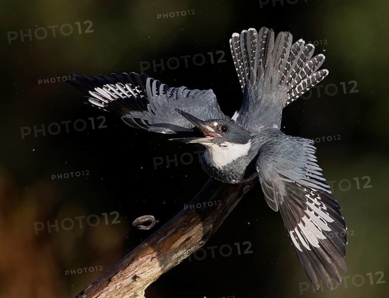 Belted Kingfisher (Megaceryle alcyon) male perched on a branch in defense posture, Florida, USA